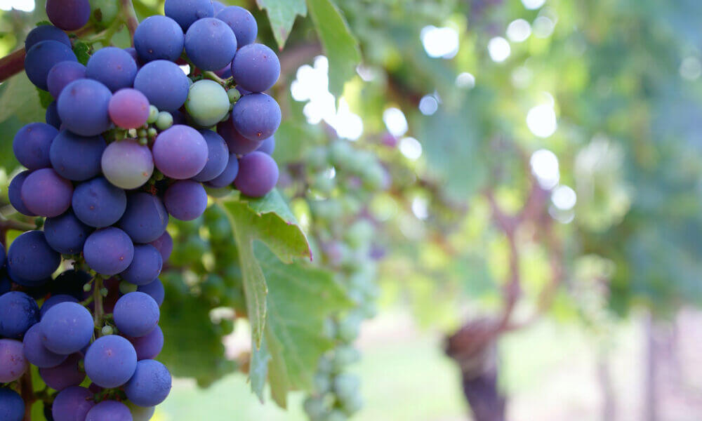 Propiedades medicine que tienen las uvas que te ayudarán a mejorar la salud de los bebés