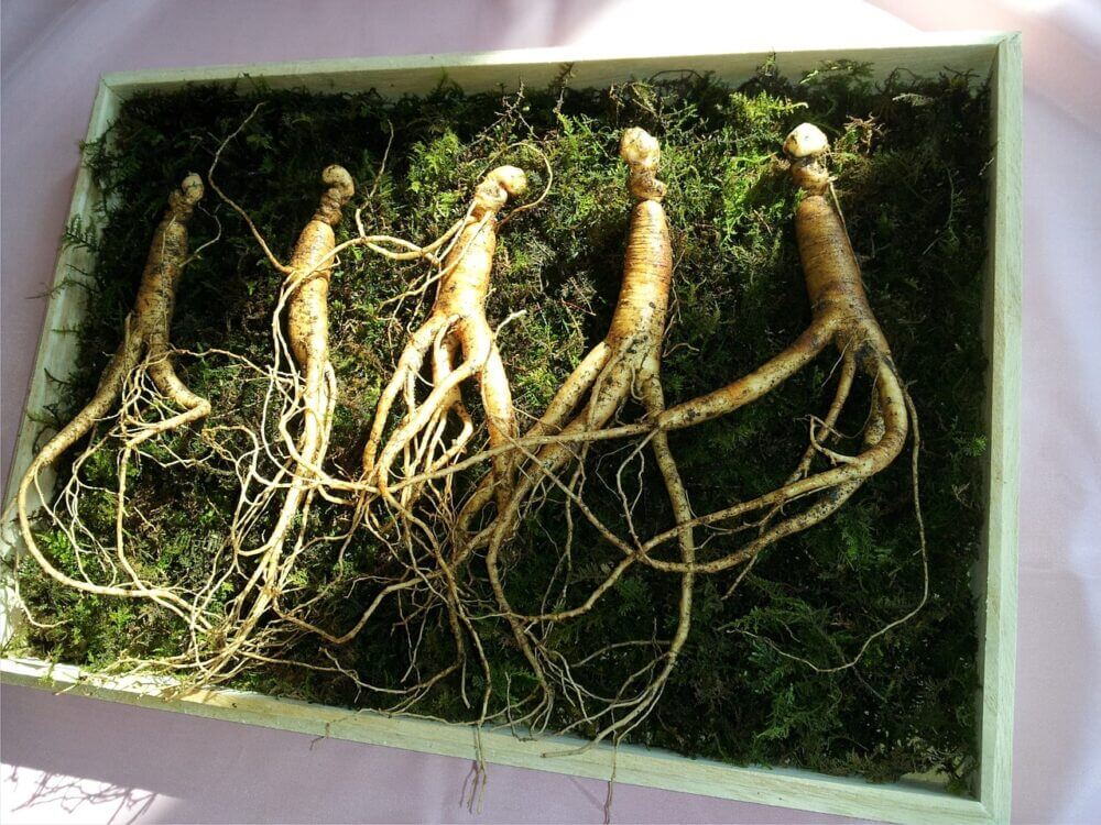 Ginseng tubérculo
