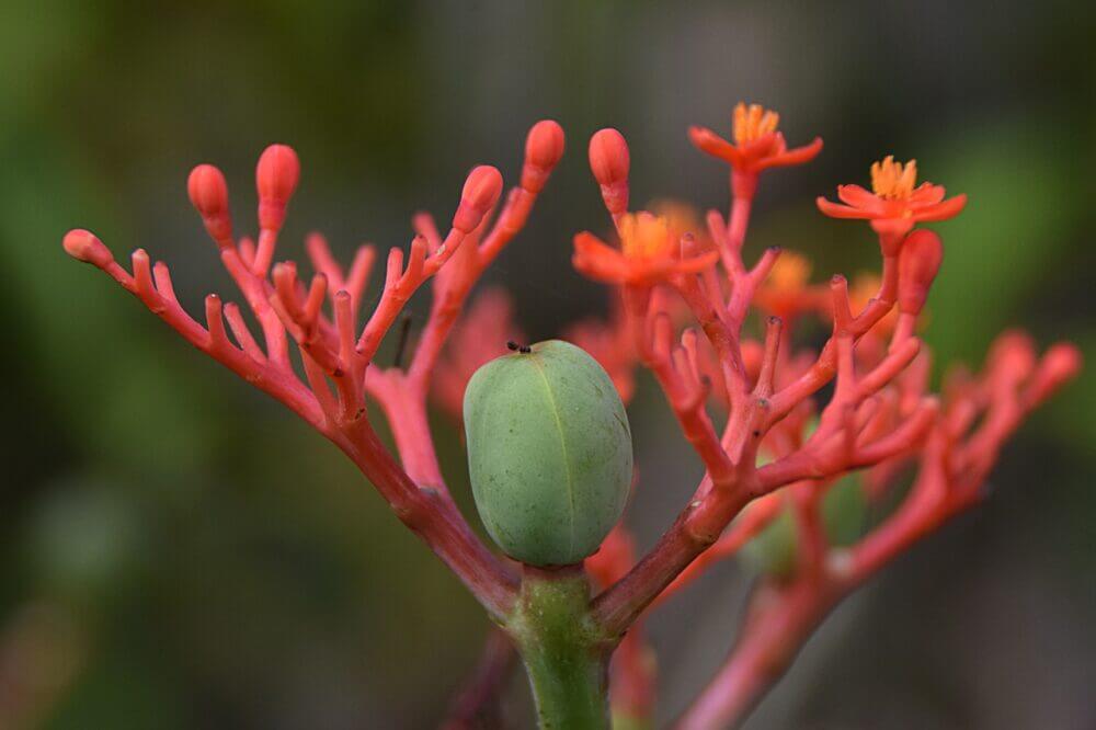 Planta gingseng