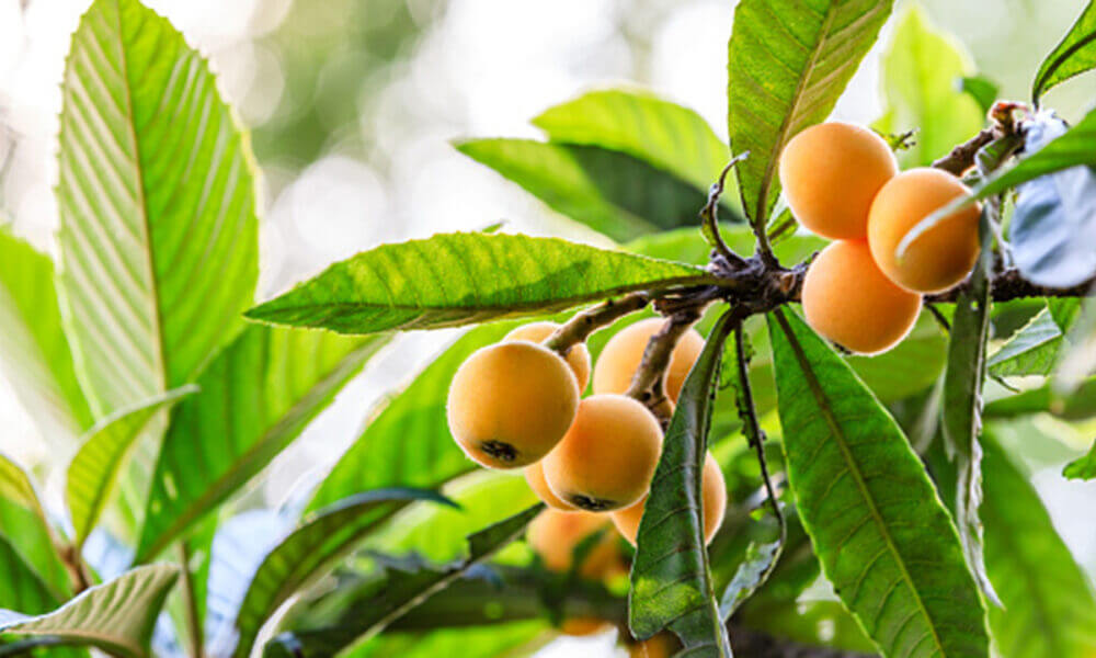 Ventajas ce incluir los nísperos en la dieta