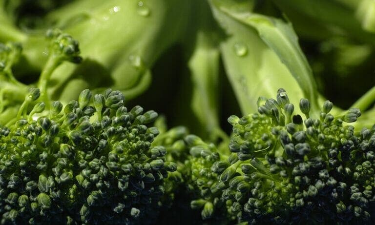 brócoli en la dieta habitual