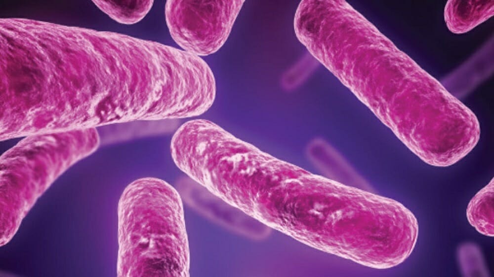 El trasplante de heces combate la bacteria causante de la colitis