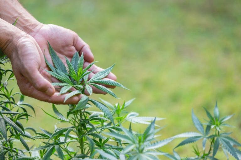Cannabis y entrenamiento: todo lo que necesitas saber